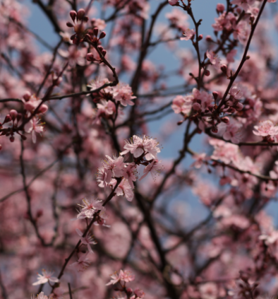 Canva - Roze bloesems